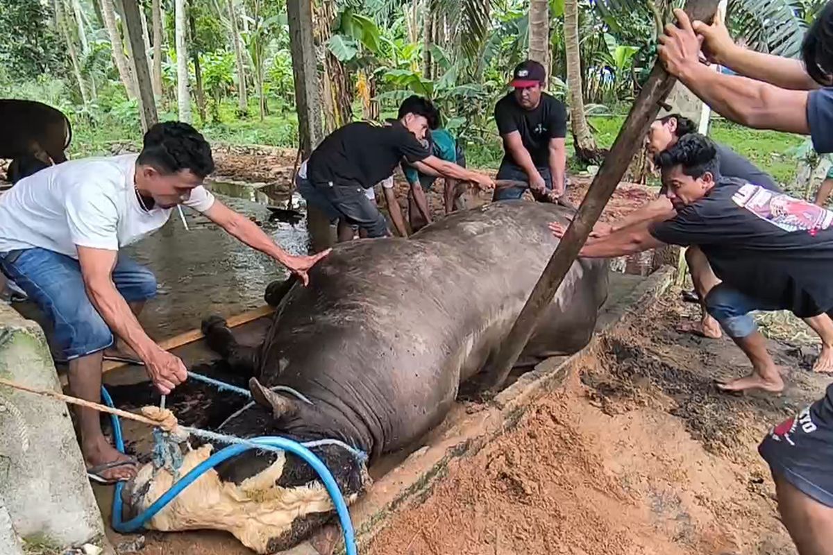Turbo, Sapi Pesanan Presiden Prabowo di Polewali Mandar Mendadak Mati