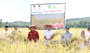 Bupati Tapanuli Selatan H Gus Irawan Pasaribu saat mengikuti Panen Raya Padi di Desa Pargarutan Jae Angkola Timur, Sabtu (17/5-25). Foto : BP/Ist