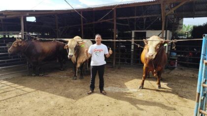 Tiga Sapi Raksasa dari Yanto Farm Binjai Dibeli Presiden Prabowo untuk Kurban, Harga Fantastis!