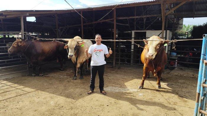 Tiga Sapi Raksasa dari Yanto Farm Binjai Dibeli Presiden Prabowo untuk Kurban, Harga Fantastis!