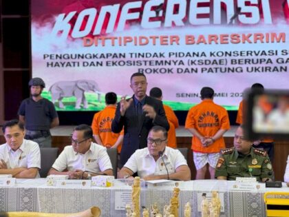 Bareskrim Bongkar Jaringan Perdagangan Gading Gajah Dilindungi, Pelaku Ditangkap