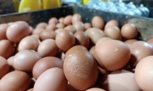 Update Harga Bahan Pokok: Telur, Cabai, dan Beras Turun