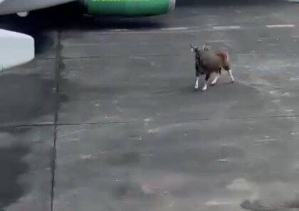 Viral Sapi Tiba-tiba Masuk Kawasan Bandara (Lambeturah.co.id)