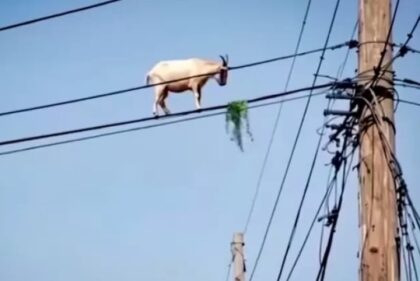 seekor kambing yang berada di atas jaringan kabel (Lambeturah.co.id)