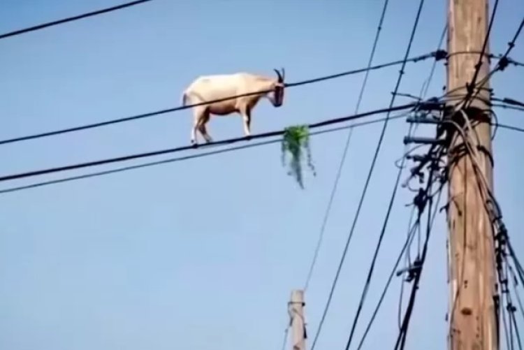 seekor kambing yang berada di atas jaringan kabel (Lambeturah.co.id)
