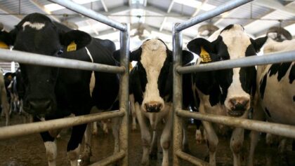 1.500 Ekor Sapi Perah Diimpor, Pemerintah Targetkan Swasembada Susu