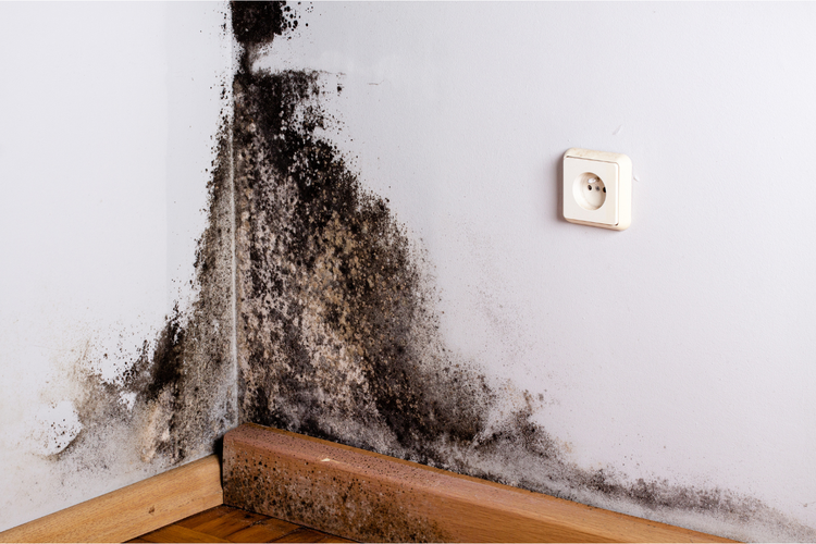 ilustrasi black mold atau jamur hitam (Kompas.com)
