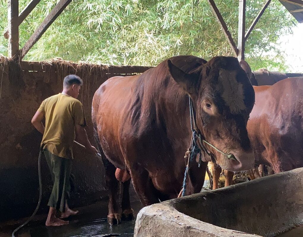 Sapi milik Prabowo Subianto (Kompas.com)
