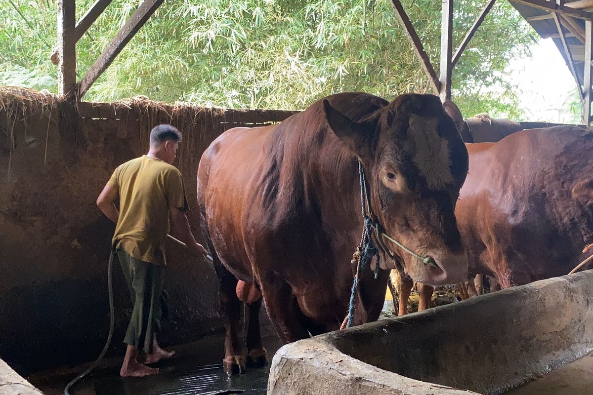 Sapi milik Prabowo Subianto (Kompas.com)