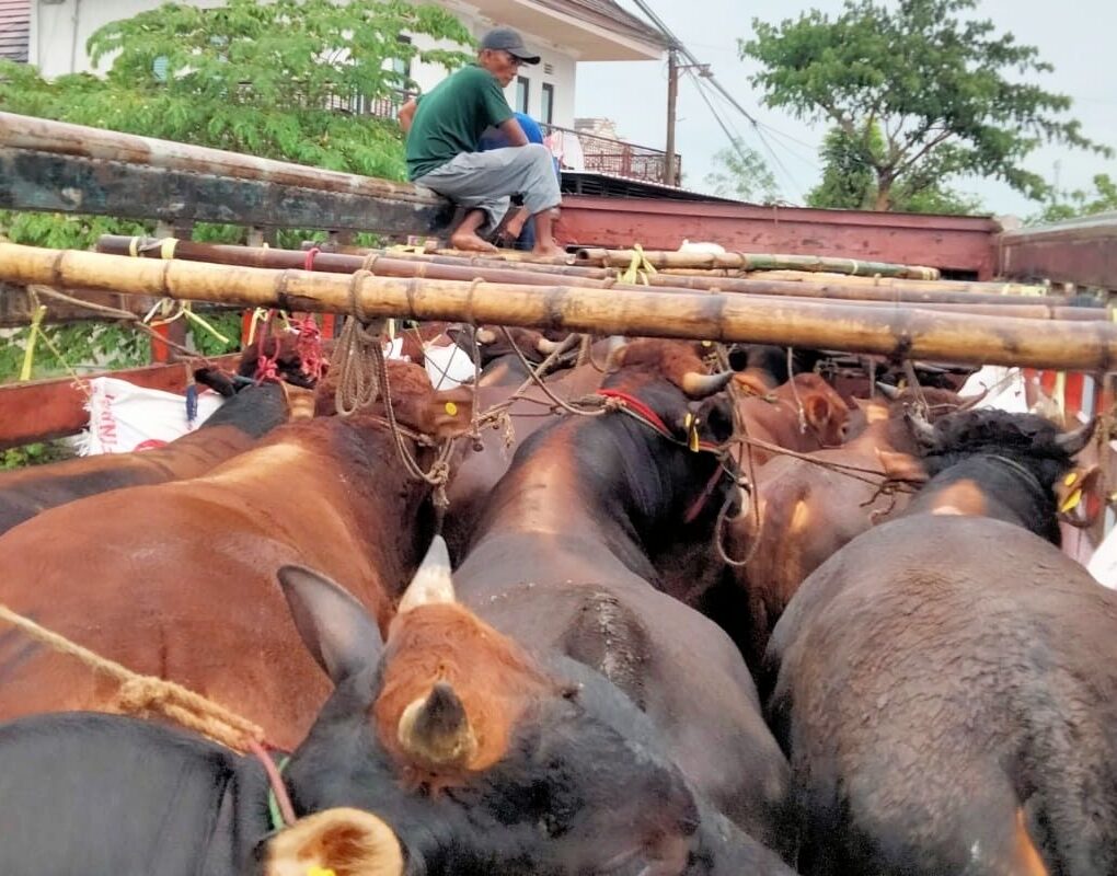 Puluhan sapi dari Bangkalan diangkut menggunakan truk fuso menuju Provinsi Riau (Kompas.com)