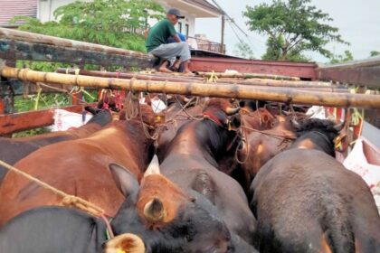 Puluhan sapi dari Bangkalan diangkut menggunakan truk fuso menuju Provinsi Riau (Kompas.com)