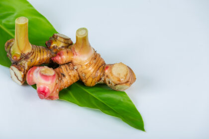 Lengkuas (Alpinia galanga) (biofarma.co.id)