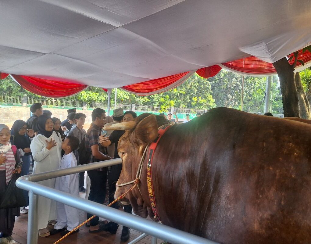 Sapi Prabowo dan Gibran jadi tontotan (Kompas.com)