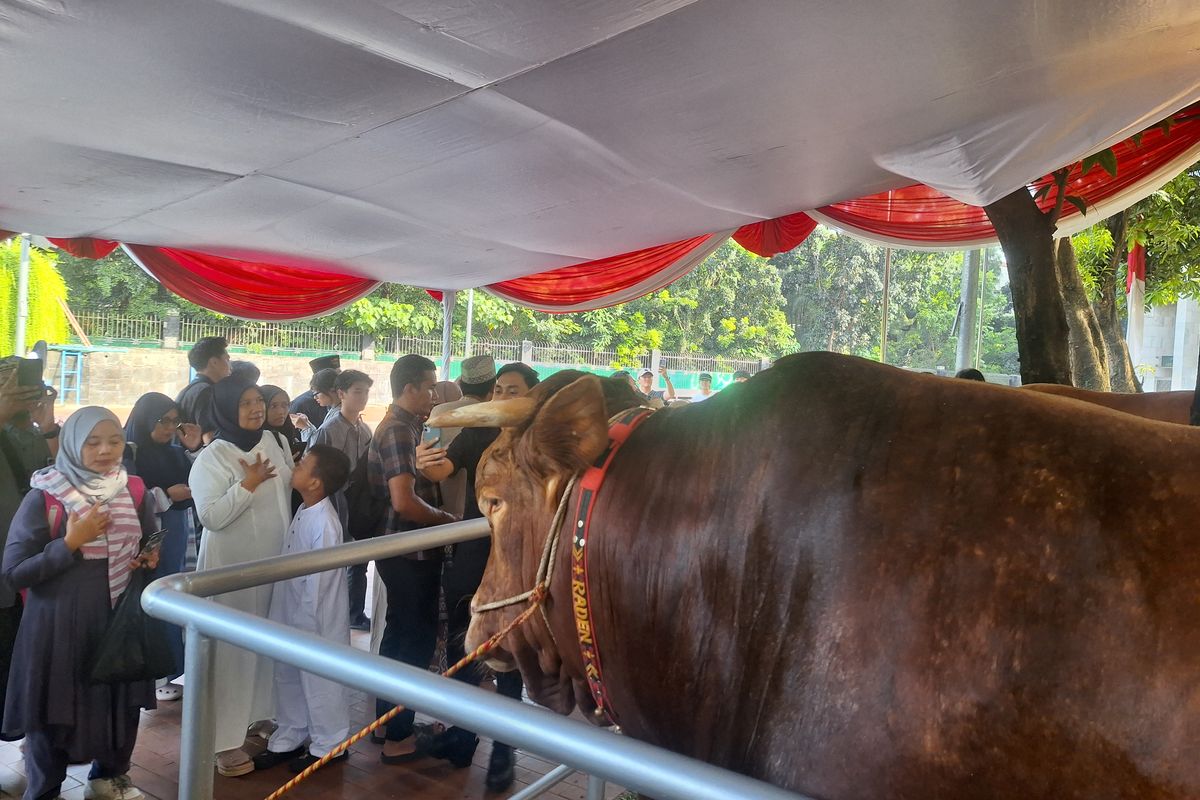 Sapi Prabowo dan Gibran jadi tontotan (Kompas.com)