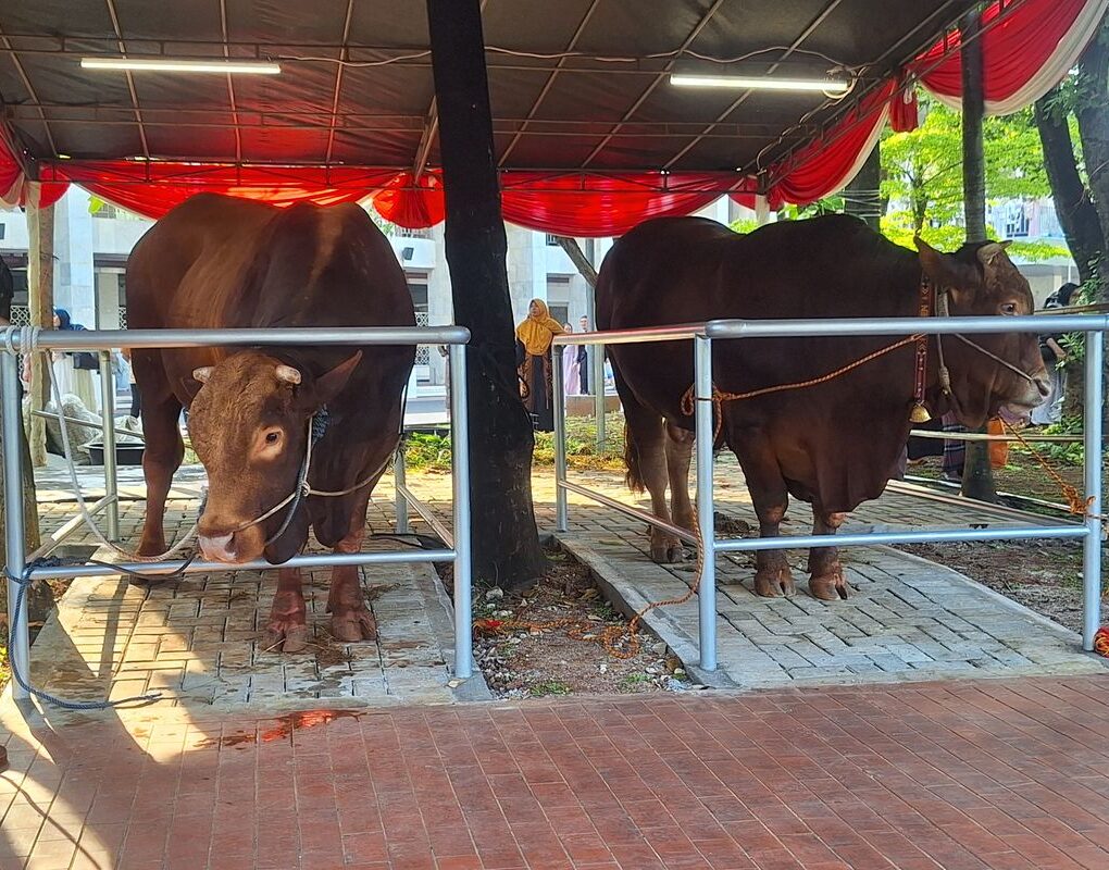 Sapi kurban Prabowo dan Gibran di Masjid Istiqlal, (Kompas.com)