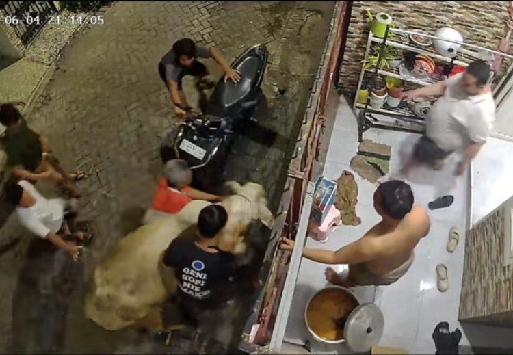seekor sapi kurban yang tiba-tiba mengamuk dari saat akan diturunkan (Lambeturah.co.id)