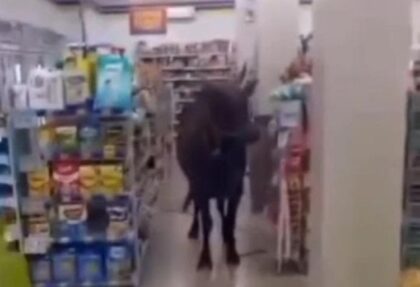 sapi yang kabur yang masuk ke minimarket (Lambeturah.co.id)