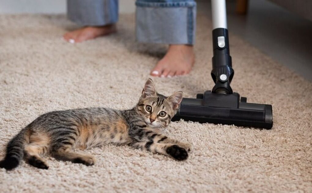 5 Trik Mudah Hilangkan Bulu Kucing di Karpet