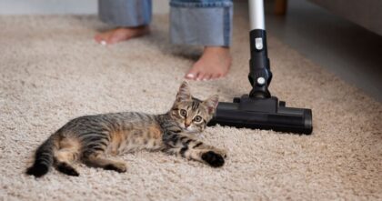 5 Trik Mudah Hilangkan Bulu Kucing di Karpet