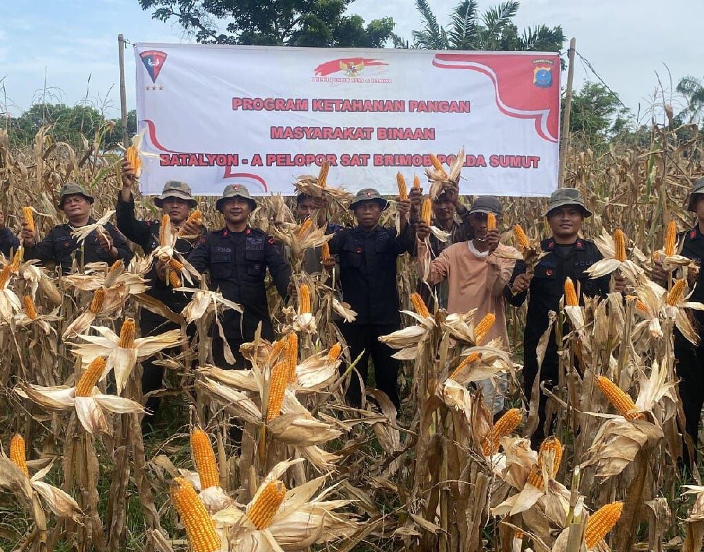 Panen Jagung 3.700 Kg, Brimob Sumut Gencarkan Ketahanan Pangan Nasional