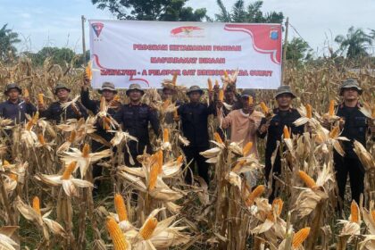 Panen Jagung 3.700 Kg, Brimob Sumut Gencarkan Ketahanan Pangan Nasional