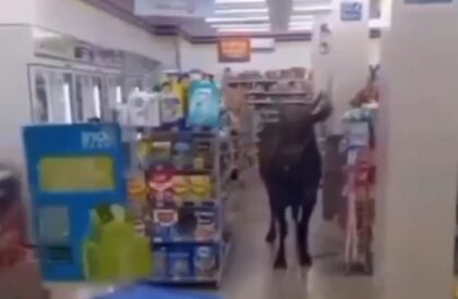 Sapi Kurban Masuk Minimarket di Palembang, Tabrak Motor Karyawan