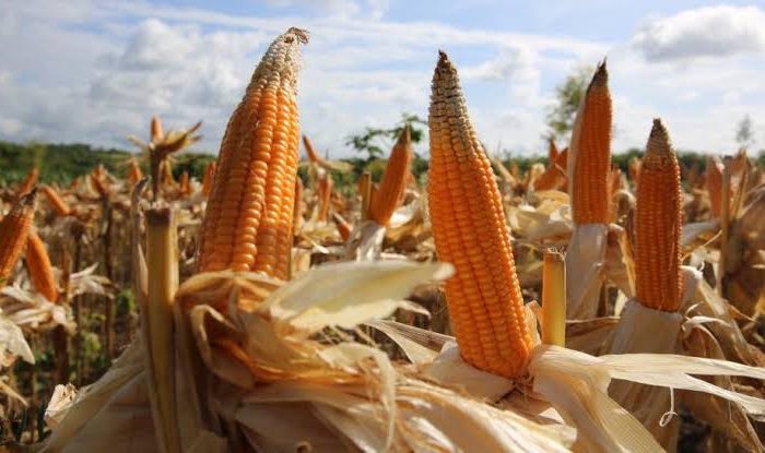 Ekspor Jagung Indonesia ke Malaysia Capai 50 Ribu Ton, Produksi Meningkat Signifikan