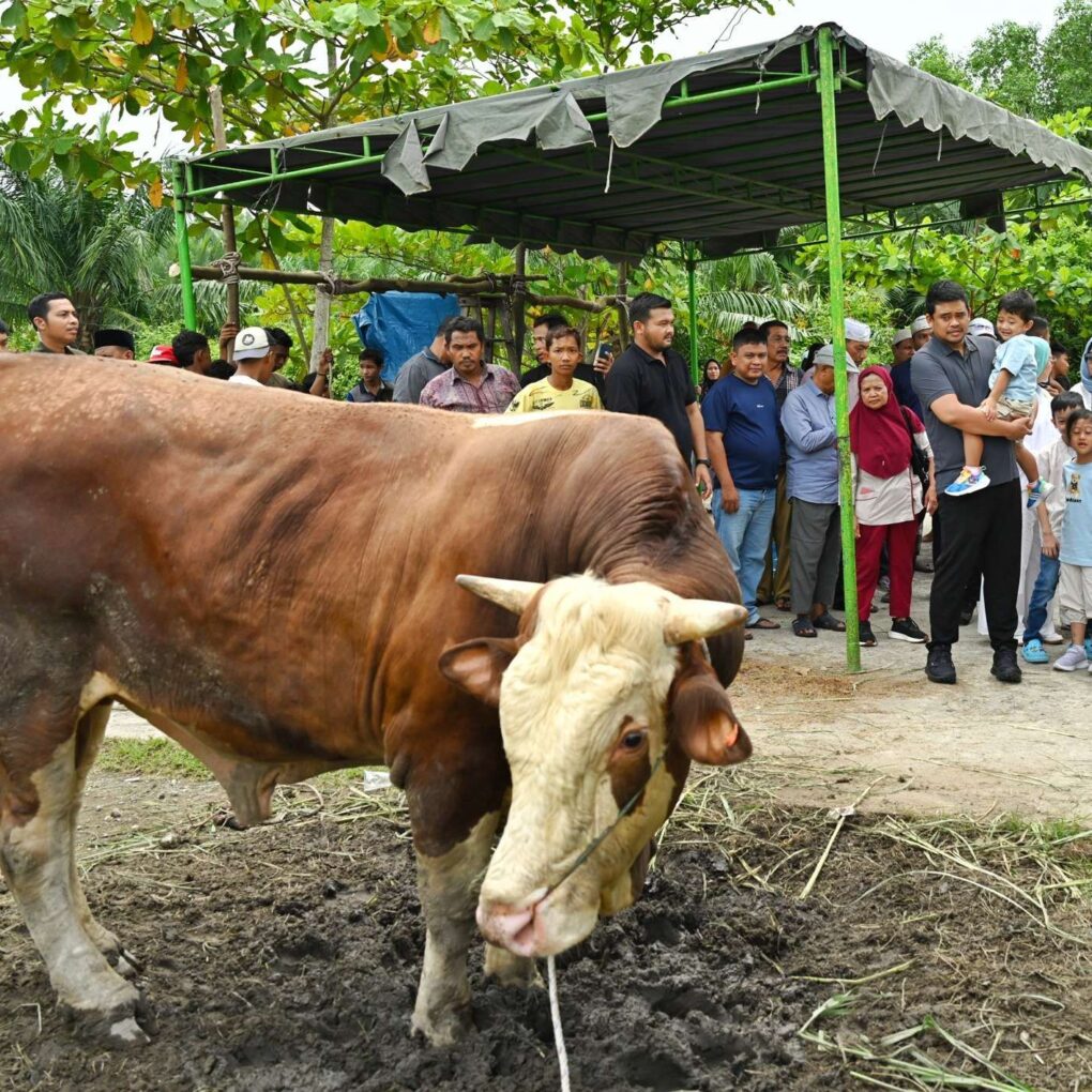 Gubernur Sumut Kurban Dua Sapi Simental Jumbo, Ratusan Warga Medan Antusias