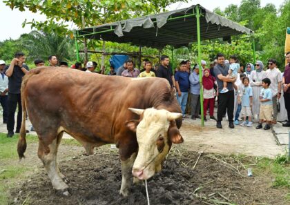 Gubernur Sumut Kurban Dua Sapi Simental Jumbo, Ratusan Warga Medan Antusias
