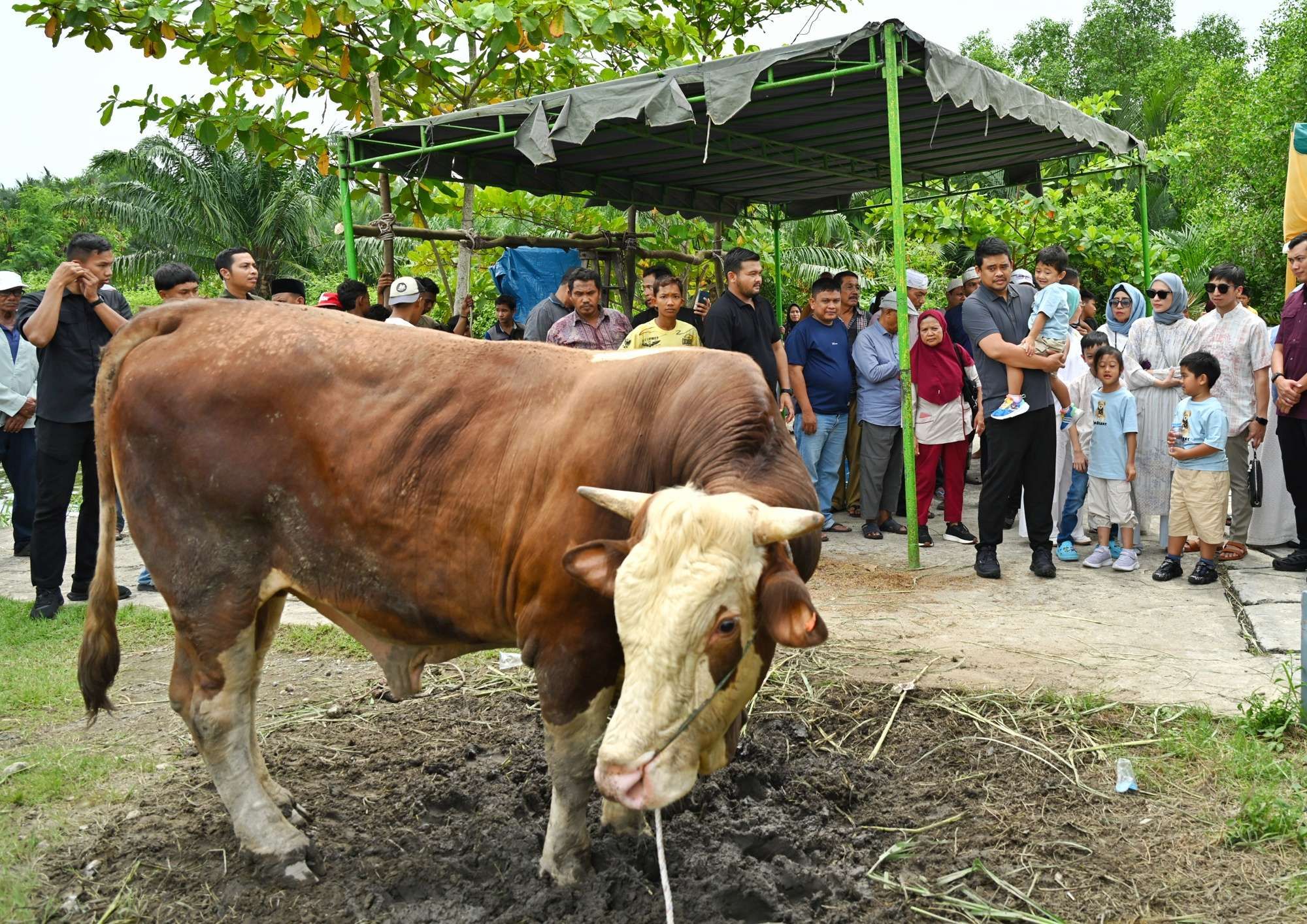 Gubernur Sumut Kurban Dua Sapi Simental Jumbo, Ratusan Warga Medan Antusias