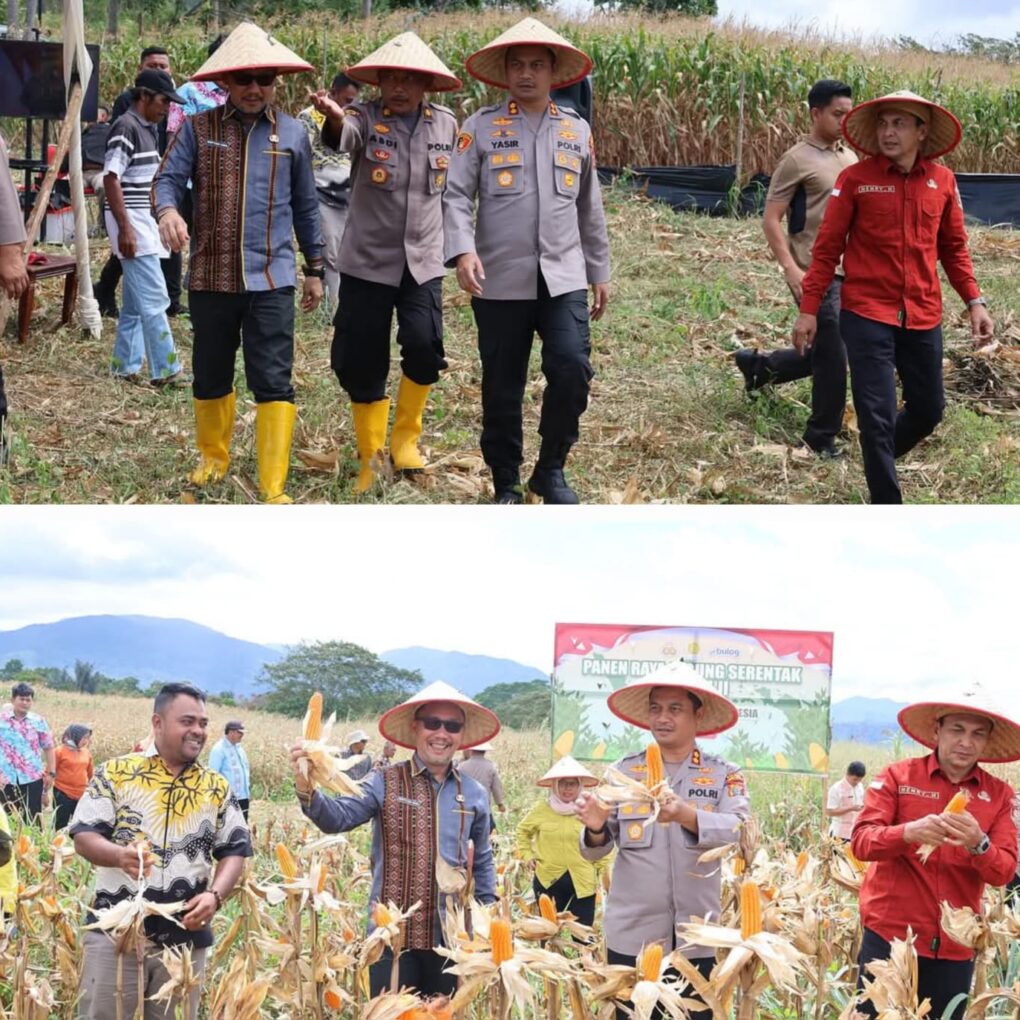 Sekda Tapsel Sofyan Adil yang mewakili Bupati Tapsel dan Kapolres Tapsel saat Panen Raya Jagung di Desa Kilang Papan, Sipirok, Kamis (5/6-25). Foto : BP/Ist