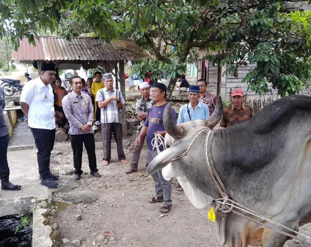 Wakil Wali Kota Padangsidimpuan Harry Pahlevi saat menyerahkan hewan kurban bantuan Presiden RI di Desa Joring Lombang jAngkola Julu, Kamis (5/6-25). Foto : BP/Ist