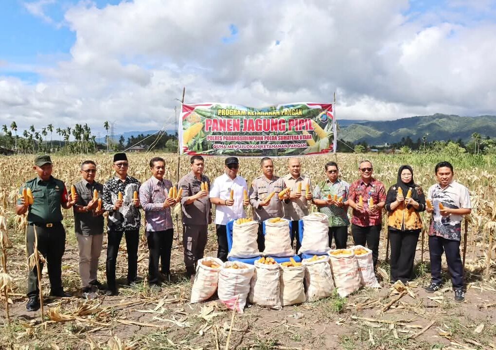 Wakil Wali Kota Padangsidimpuan Ikuti Panen Raya Jagung Serentak Kuartal II