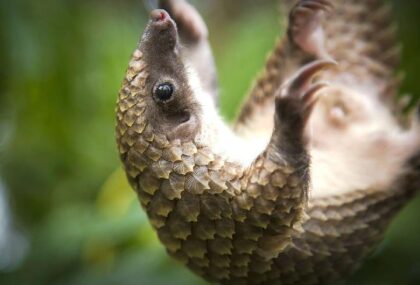 Sindikat Penyelundupan Satwa Langka Terbongkar, 30 Kg Sisik Trenggiling untuk Narkoba Diamankan