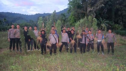 Polres Madina Temukan 140 Batang Ganja, 6 Hektar Ladang Dimusnahkan