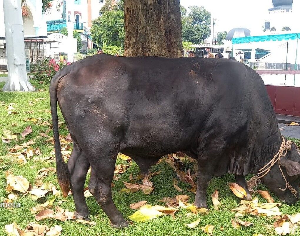 Ratusan Warga Medan Terima Daging Kurban dari Masjid Al-Mashun dan Prabowo