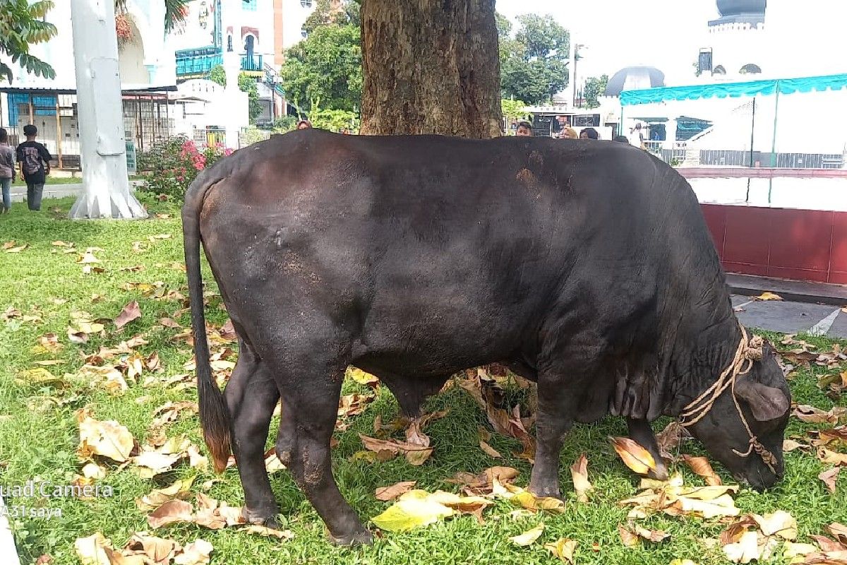 Ratusan Warga Medan Terima Daging Kurban dari Masjid Al-Mashun dan Prabowo