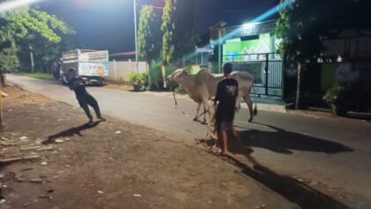 Sapi Kurban Ngamuk di Banjar, Masuk Gang dan Jalan Raya