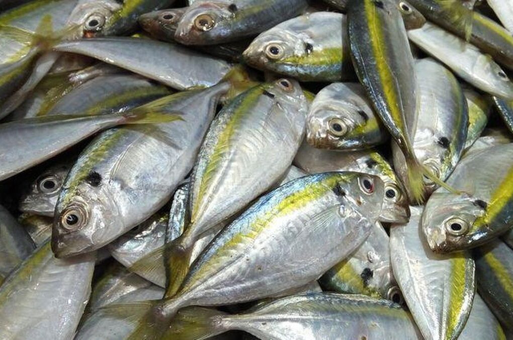Viral, Wanita Ini Hanya Mau Makan Ikan Kembung karena Dinilai Paling Tampan