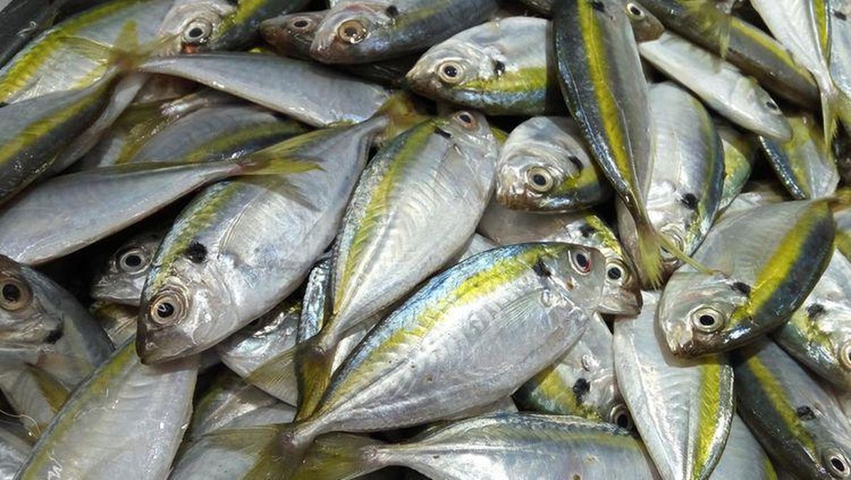 Viral, Wanita Ini Hanya Mau Makan Ikan Kembung karena Dinilai Paling Tampan
