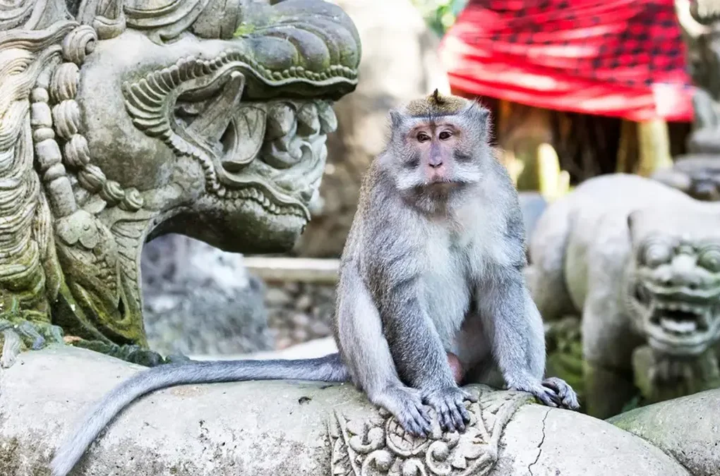 Pemuda Kesurupan Usai Lempar Monyet di Ubud, Monkey Forest Buka Suara
