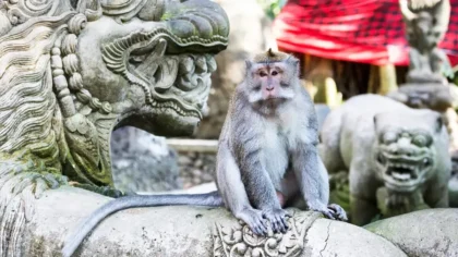 Pemuda Kesurupan Usai Lempar Monyet di Ubud, Monkey Forest Buka Suara