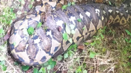 Petani di Buton Selatan Tewas Ditelan Ular Piton 5 Meter