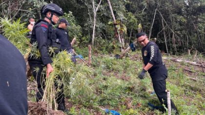 Penemuan Ladang Ganja 2 Hektare di Mandailing Natal, BNNP dan Brimob Sumut Lakukan Pemusnahan