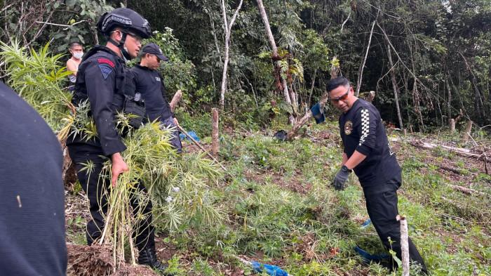 Penemuan Ladang Ganja 2 Hektare di Mandailing Natal, BNNP dan Brimob Sumut Lakukan Pemusnahan